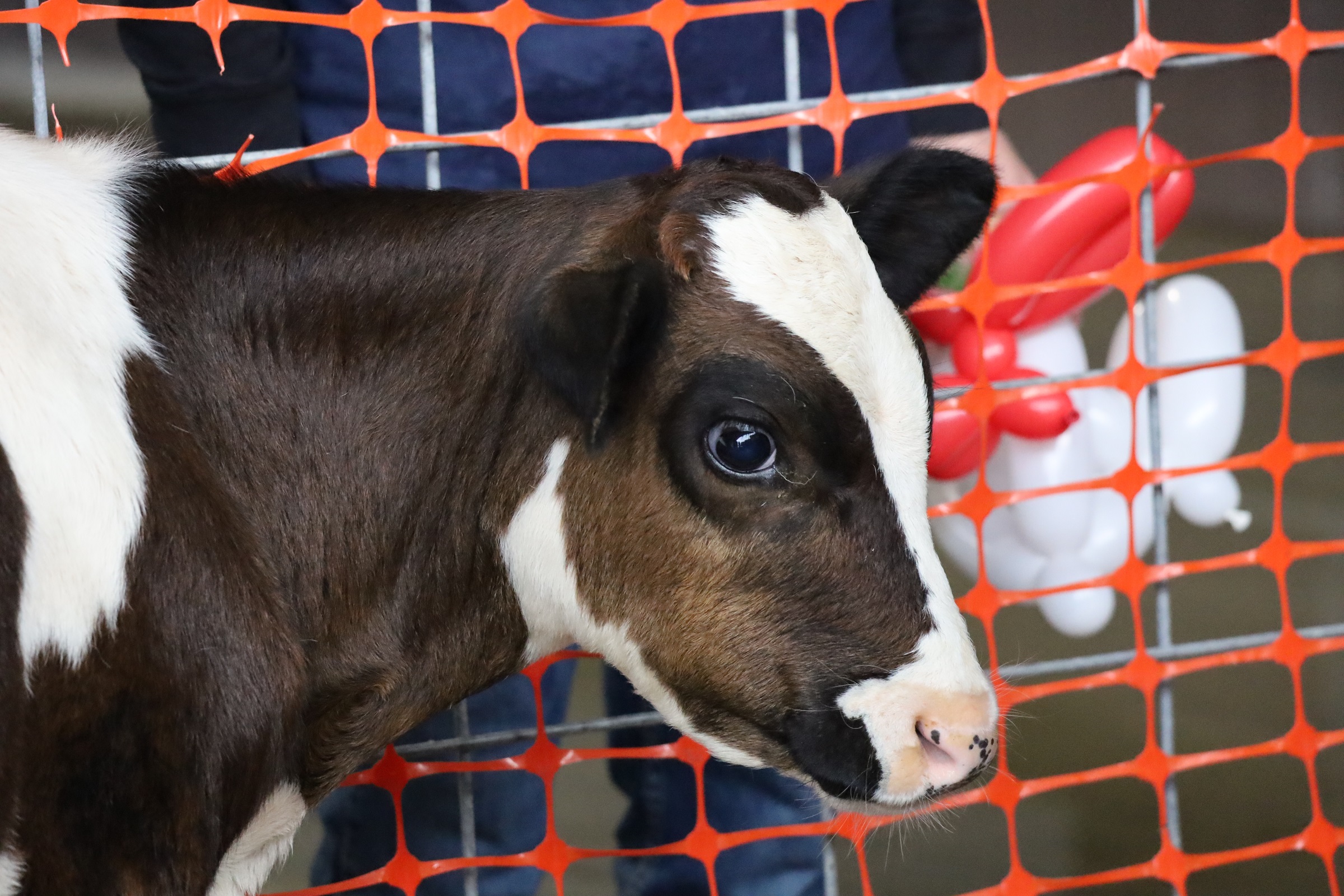 close-up photo of a baby cow with a brown and white face