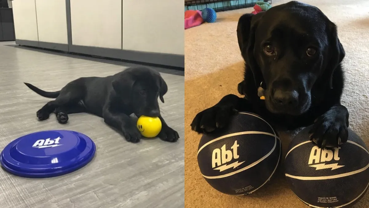 Two black labs play with abt frisbees and basketball, one puppy and one adult.