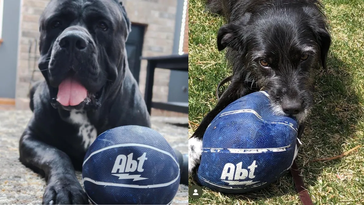 Two black dogs play with some beaten up Abt basketballs. 