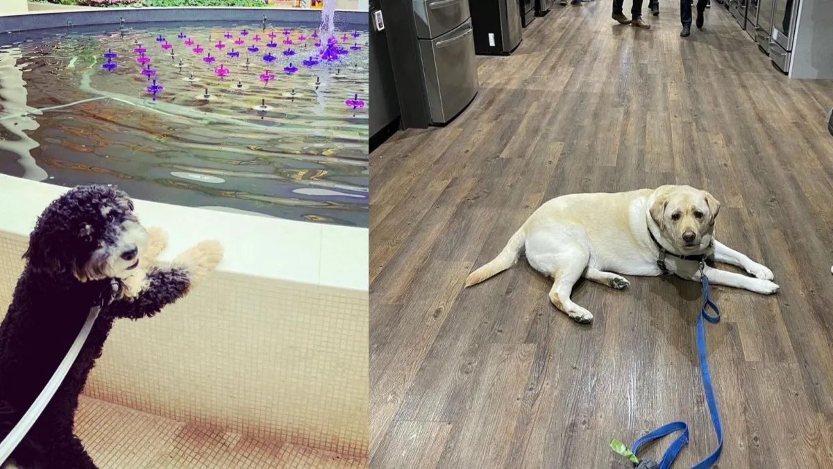 Two dogs walk around Abt, a dog friendly store. One is near the fountain and the other is laying down near refrigerators.